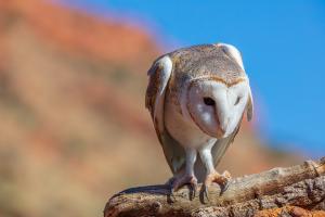 2023-07-22---Alice-Springs-Desert-Park-3